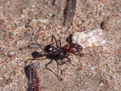 Amoimyrmex