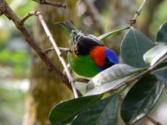 Tangara cyanocephala
