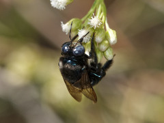 Xylocopa splendidula
