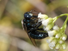 Xylocopa splendidula