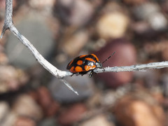 Stiretrus decastigmus