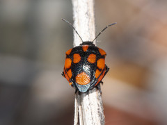 Stiretrus decastigmus