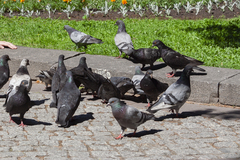 Columba livia domestica