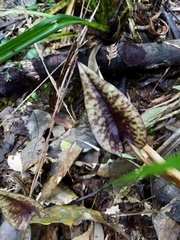 Nephelaphyllum pulchrum