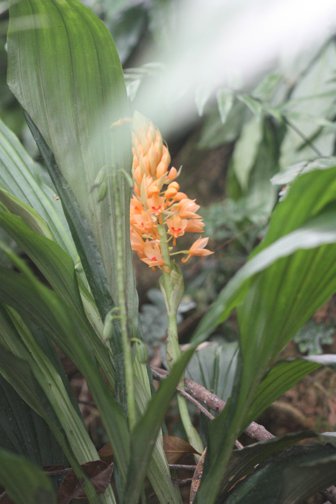 Calanthe pulchra