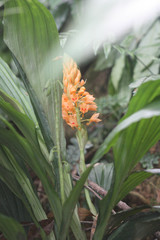 Calanthe pulchra
