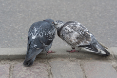Columba livia domestica