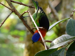 Tangara cyanocephala