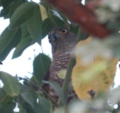 Accipiter chilensis