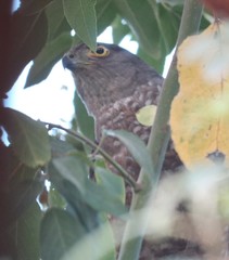 Accipiter chilensis