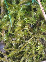 Bryophyta