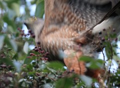 Accipiter chilensis
