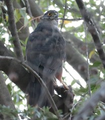 Accipiter chilensis