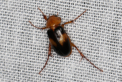 Phyllotocus bimaculatus