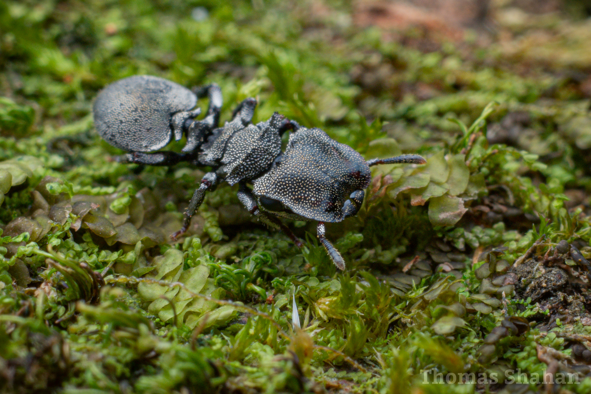 Cephalotes cristatus