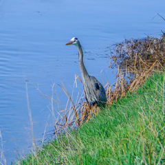 Ardea herodias