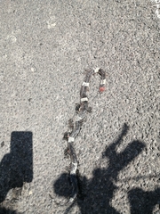 Pseudoleptodeira latifasciata