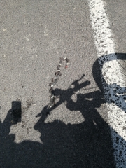 Pseudoleptodeira latifasciata