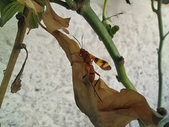 Compsocryptus calipterus