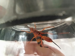 Compsocryptus calipterus