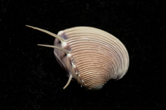 Hysteroconcha lupanaria image