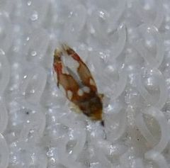 Erythroneura elegans