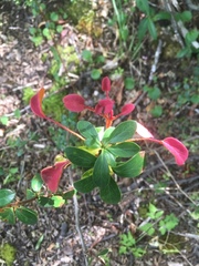 Puccinia magellanica