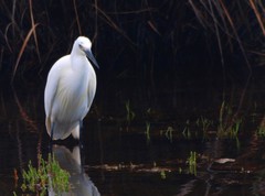 Egretta garzetta nigripes