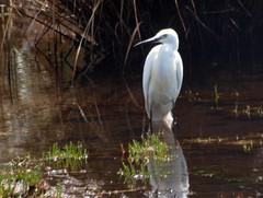 Egretta garzetta nigripes