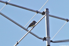 Tyrannus melancholicus