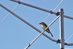 Tyrannus melancholicus