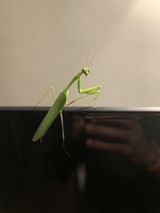 Hierodula membranacea