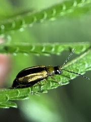 Monolepta subsuturalis