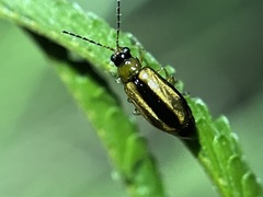 Monolepta subsuturalis