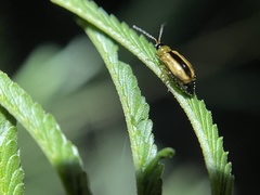 Monolepta subsuturalis