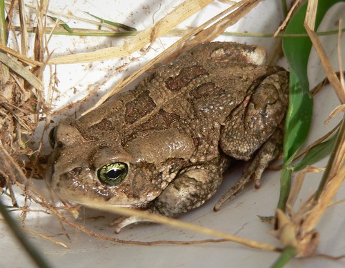 Eastern Olive Toad, Sclerophrys garmani