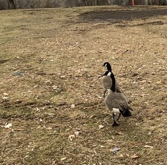 Branta canadensis