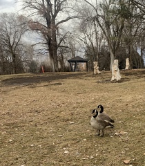 Branta canadensis