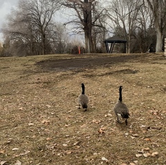 Branta canadensis