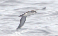 Puffinus lherminieri