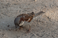 Passer domesticus