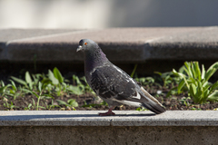 Columba livia domestica