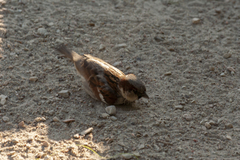 Passer domesticus