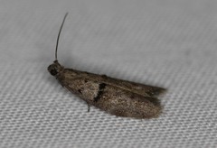 Wockia asperipunctella