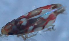 Erythroneura elegans