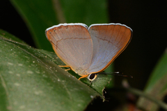 Euselasia lysimachus