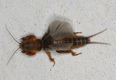 Gryllotalpa australis