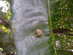 Coneuplecta