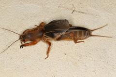 Gryllotalpa australis