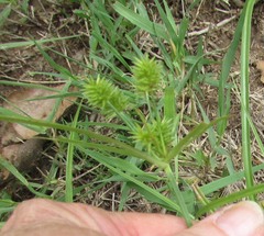Cyperus retroflexus